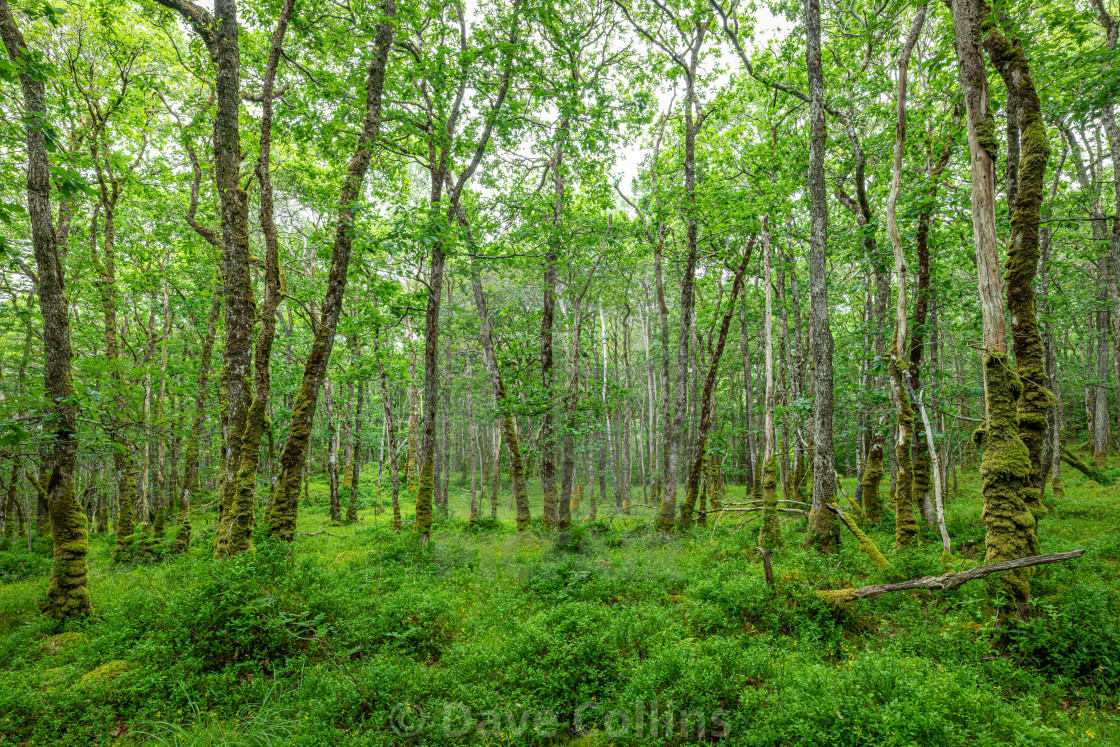 "Wood of Cree Scottish Rain Forest in The Galloway National Forest" stock image