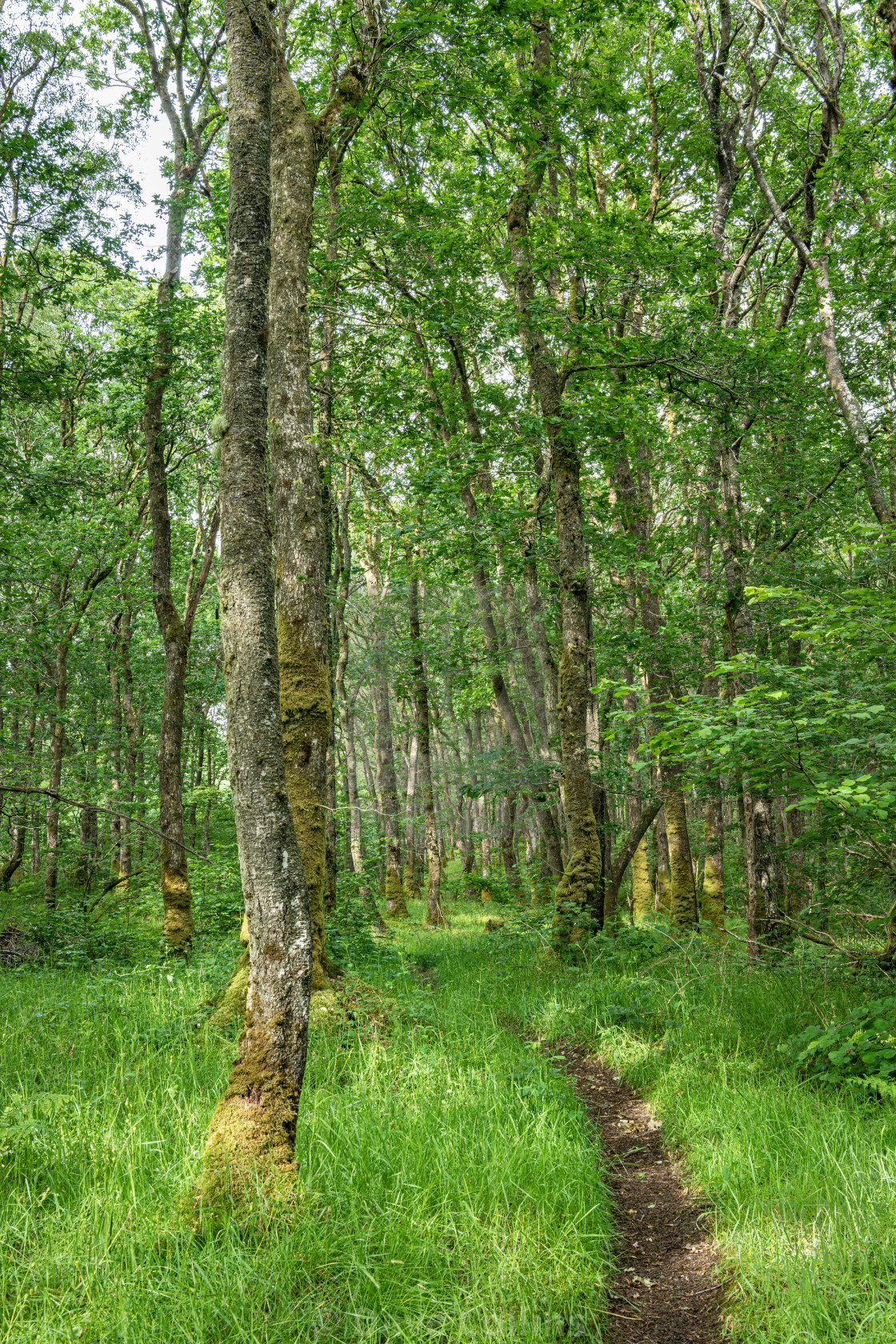 "Footpath through Wood of Cree in the Galloway National Forest in Scotland" stock image