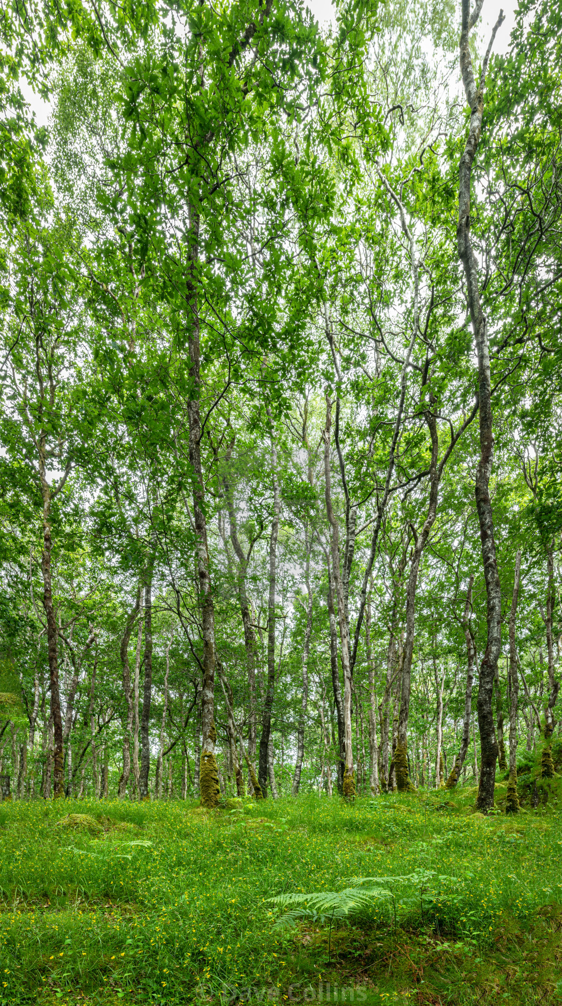 "Wood of Cree Scottish Rain Forest in The Galloway National Forest" stock image