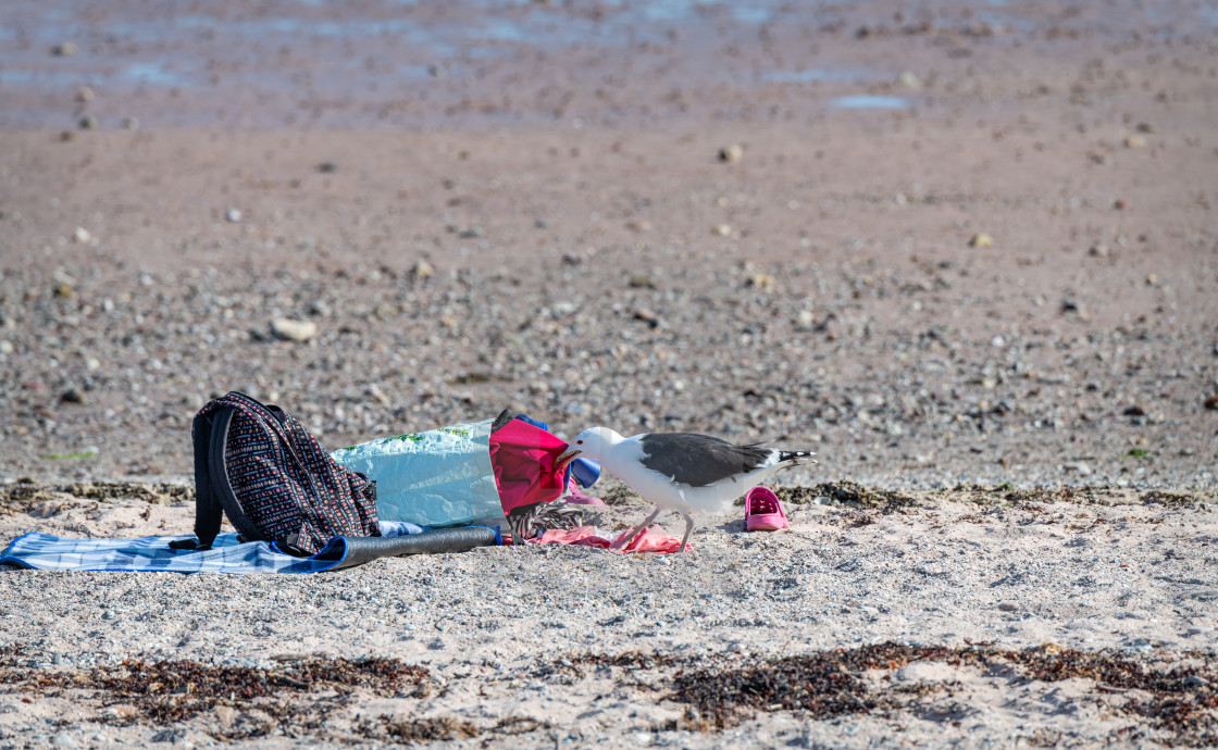 "Seagull looking for food pulling clothes out of a bag left on a beach." stock image