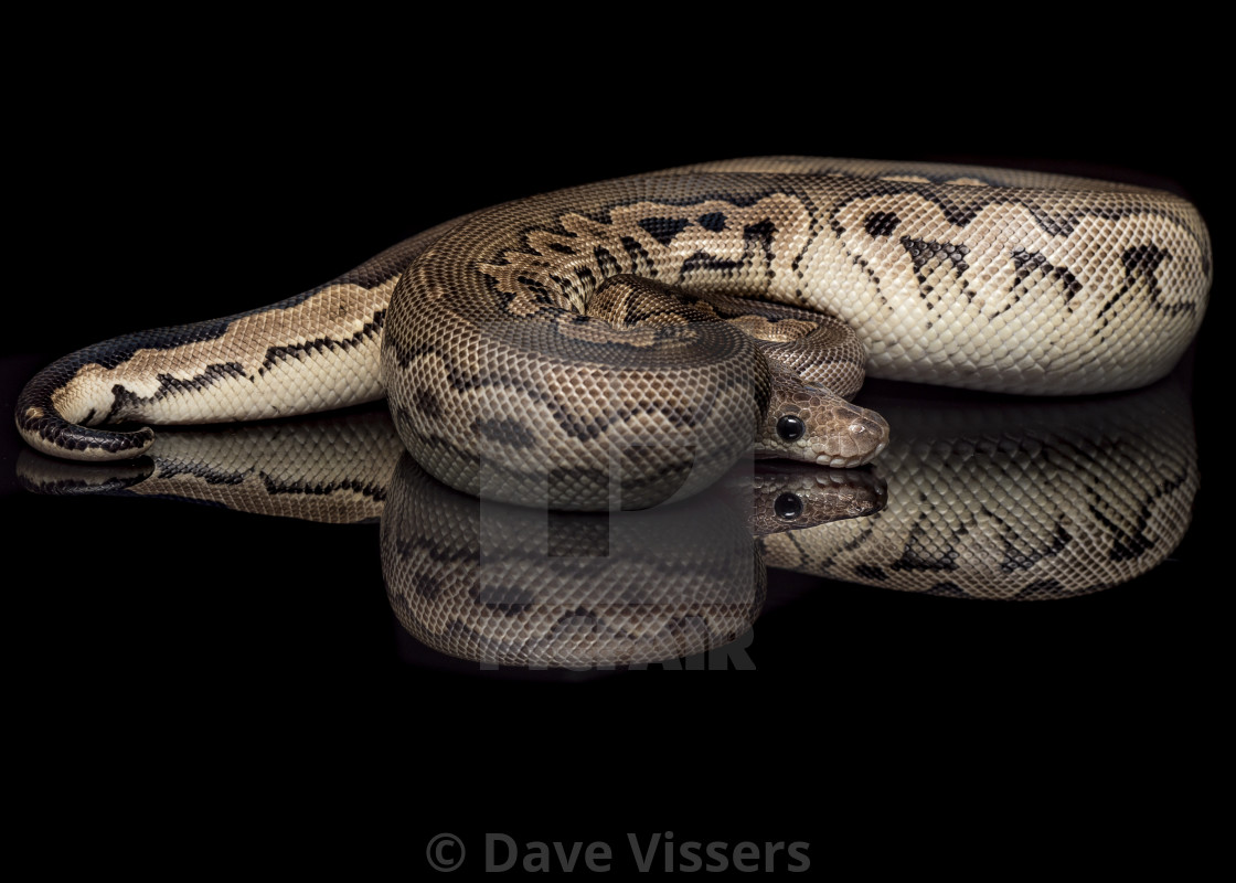 "Cinnamon Clown Ball Python" stock image