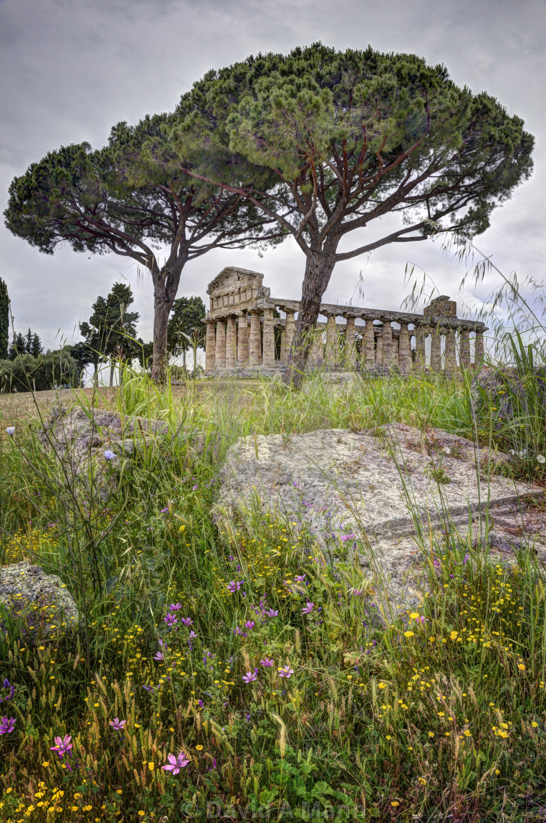 "Paestum_8809" by David A. Mann - $15.22 "Paestum_8809" stock image