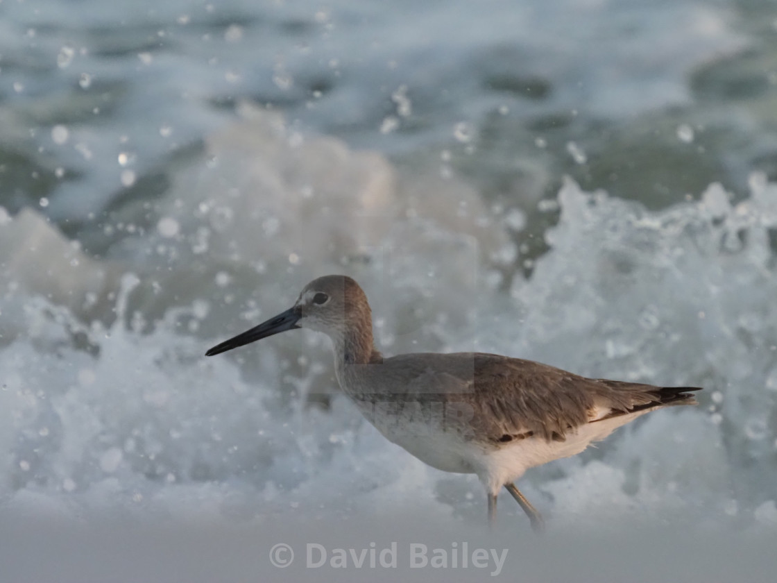 "Willet in the surf" stock image