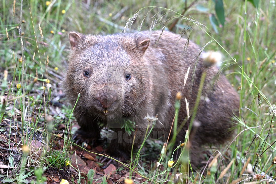 "Bare-nosed Wombat" stock image