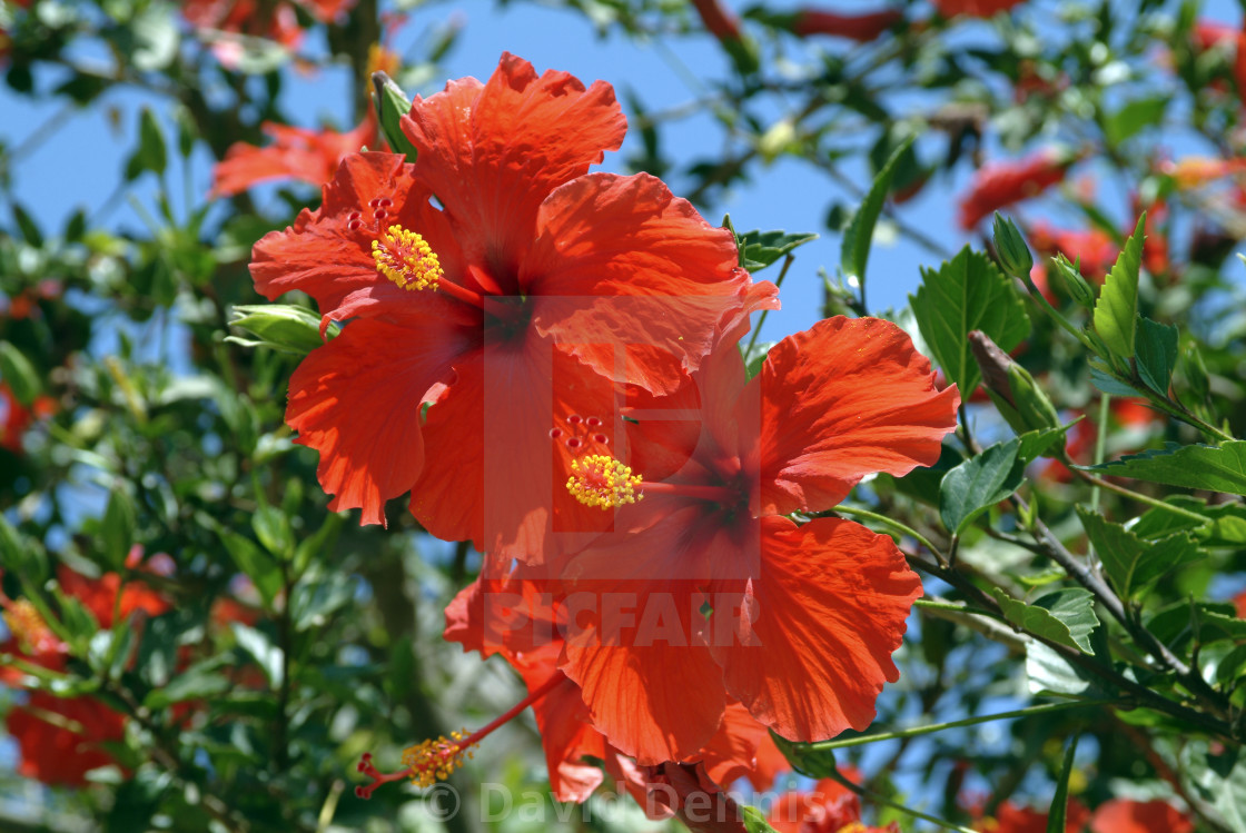 A Double Hibiscus Flower License Download Or Print For 10 00 Photos Picfair