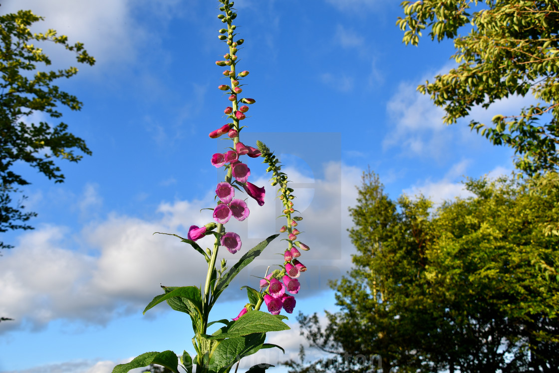 "Foxgloves in our garden." stock image