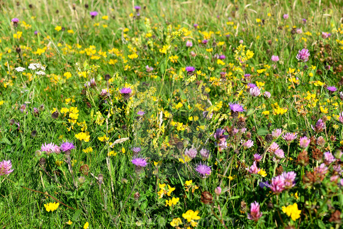 "Wild Flowers on Pembrokeshire Coast" stock image