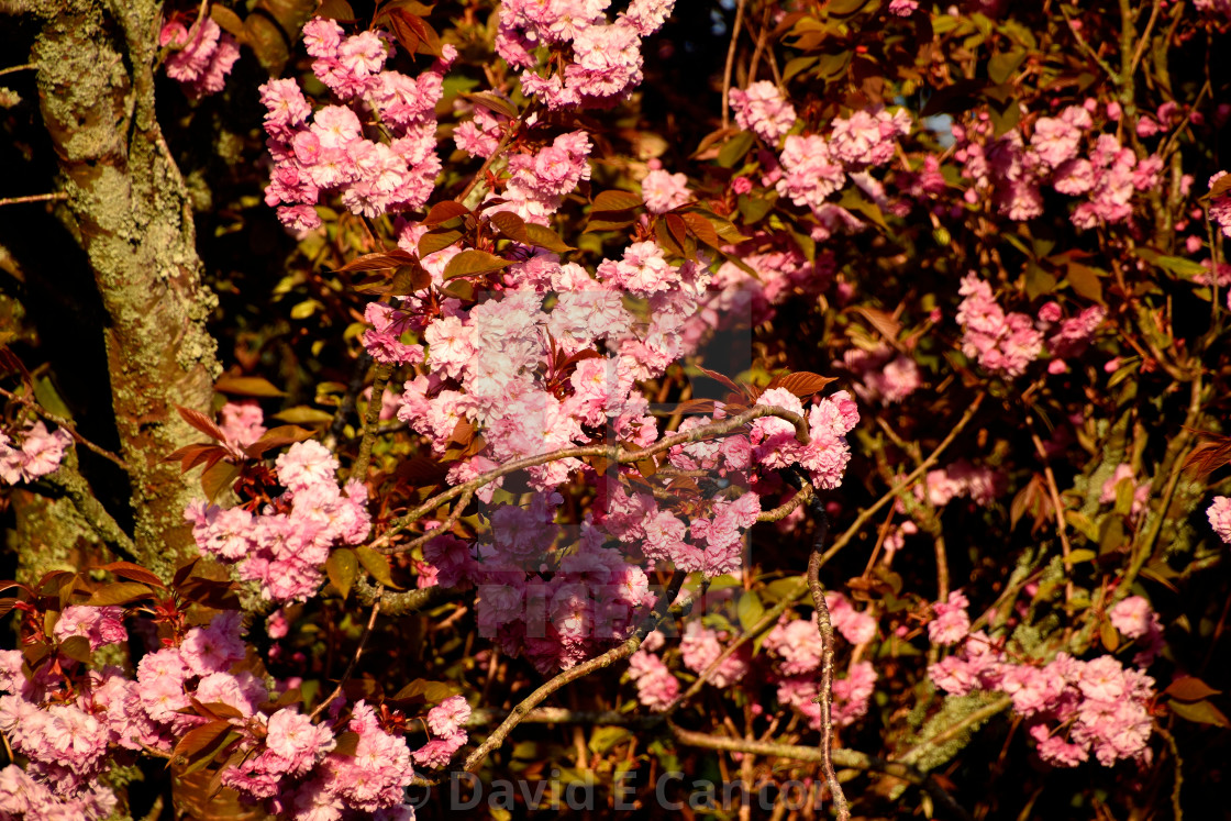 "Cherry Blossom in Spring" stock image