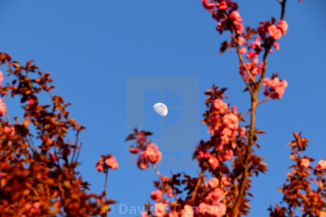 "Cherry blossom moon" stock image