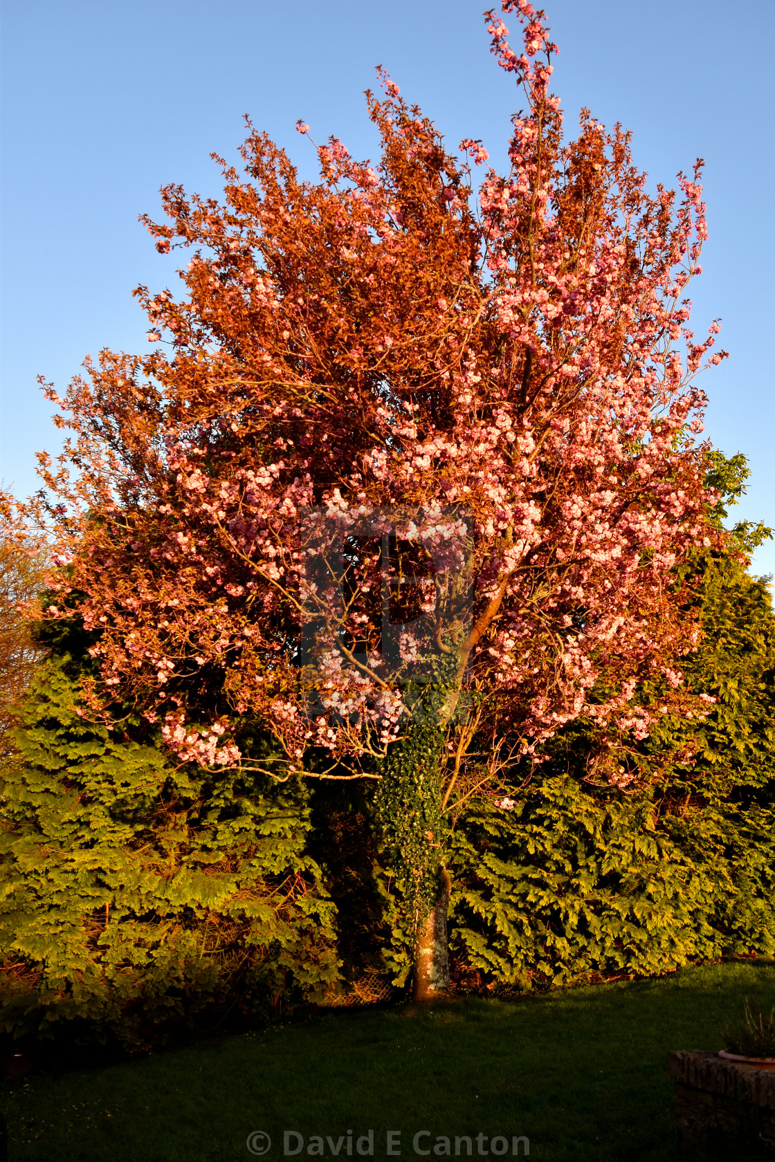 "Cherry Blossom tree in Spring" by David E Canton - $10.05 "Cherry Blossom tree in Spring" stock image