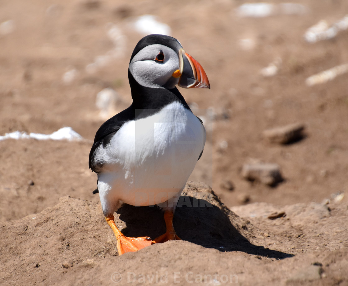 "A puffin in Spring" stock image