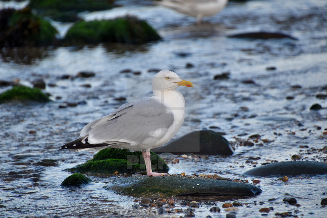 "Seagull in July" stock image