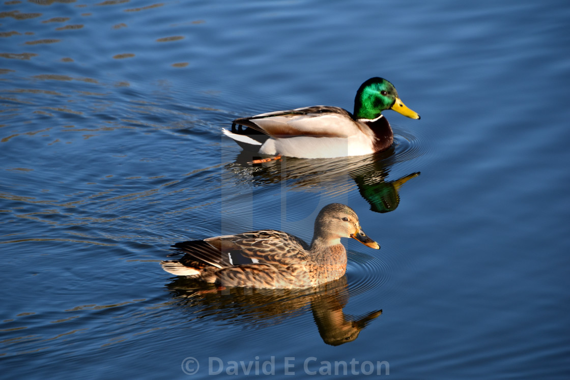 "Mr and Mrs Ducks" stock image