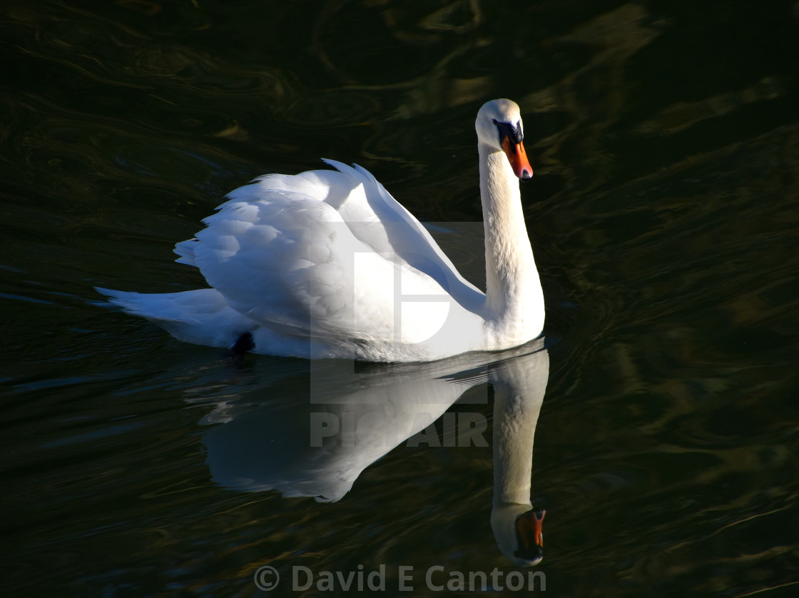 "A winter swan." stock image