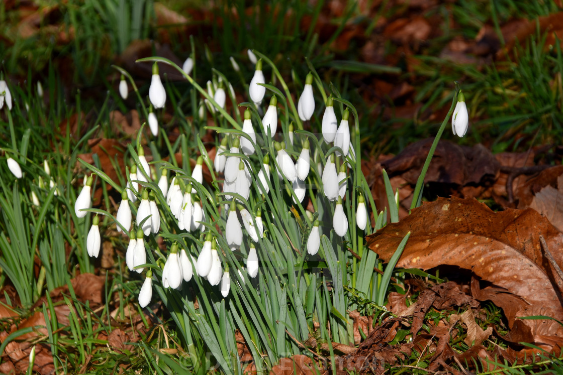 "Snowdrops in the morning sun" stock image