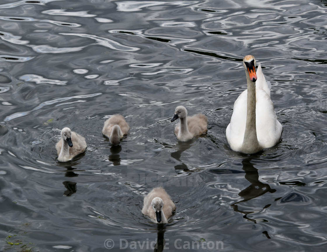 "Swan and signets" stock image