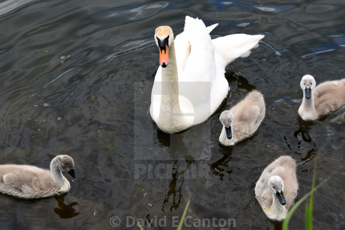 "Swan with her signets" stock image