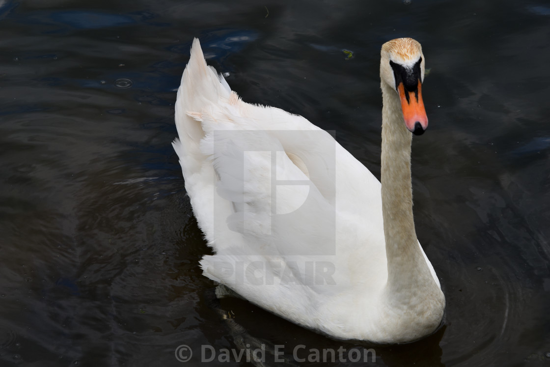 "A swan on the river." stock image