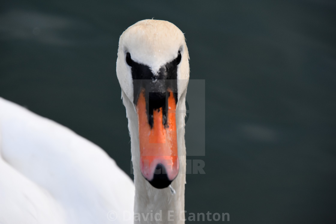 "I am a Swan. Don't mess with me." stock image