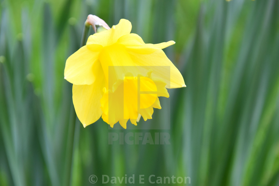 "A daffodil on St David's Day" stock image