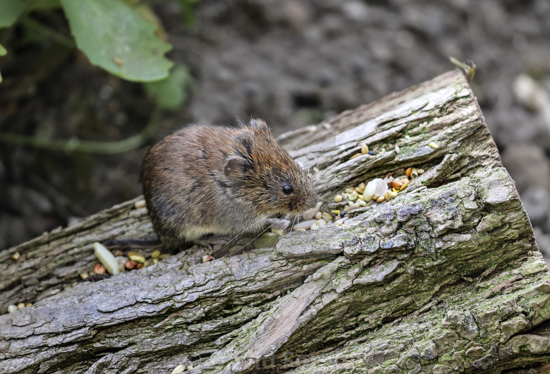 "Bank Vole Clethrionomys glareolus Feeding England, UK" stock image