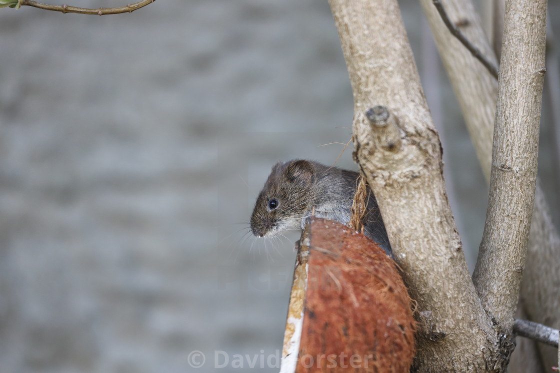 "Bank Vole Clethrionomys glareolus Feeding on a Coconut Shell Typ" stock image