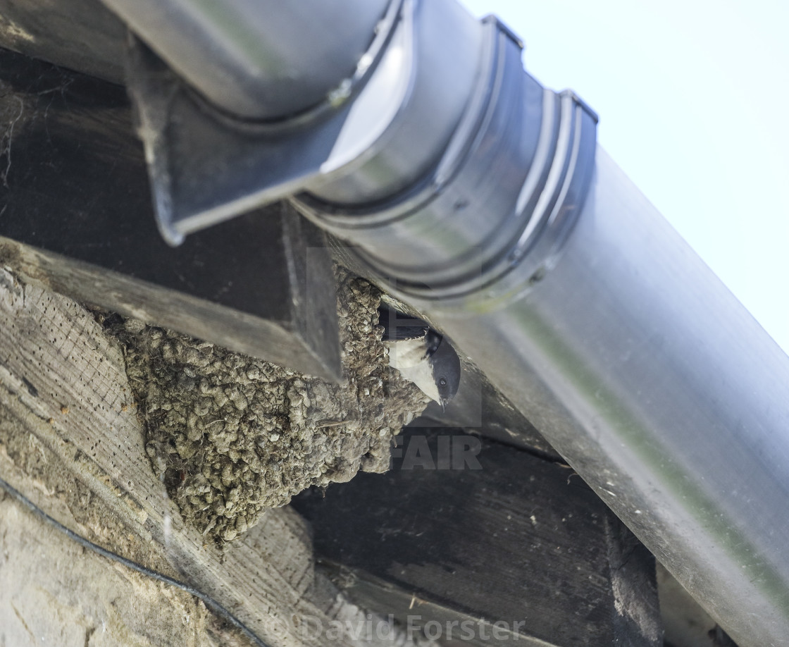 "House Martin (Delichon urbica) Looking out of its Nest UK" stock image