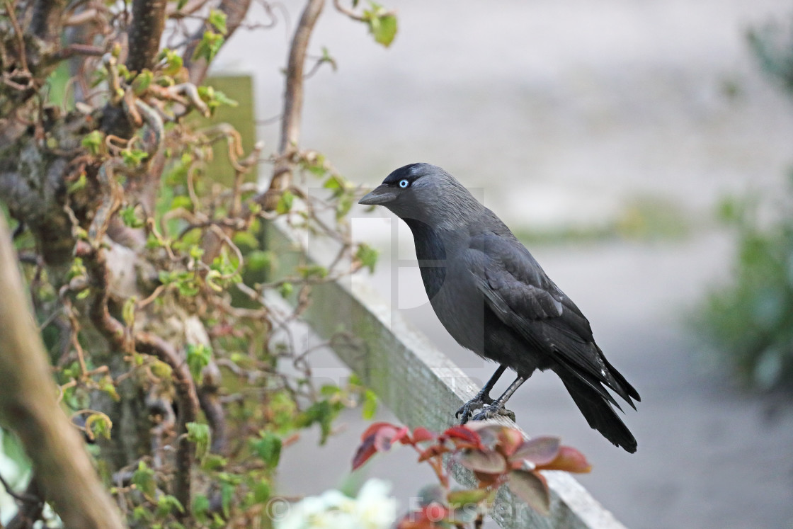 "Jackdaw (Corvus monedula) Perched on a Garden Fence, England, UK" stock image