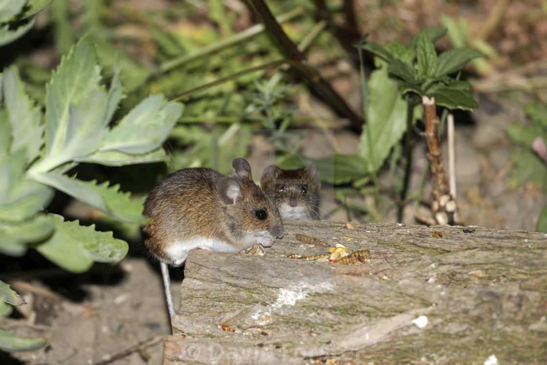 "Wood Mouse (Apodemus sylvaticus) and Bank Vole" stock image