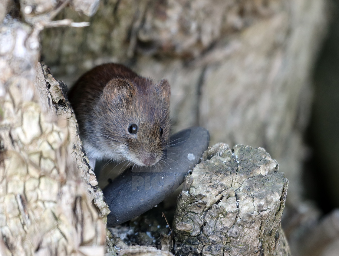 "Bank Vole Clethrionomys glareolus UK" stock image