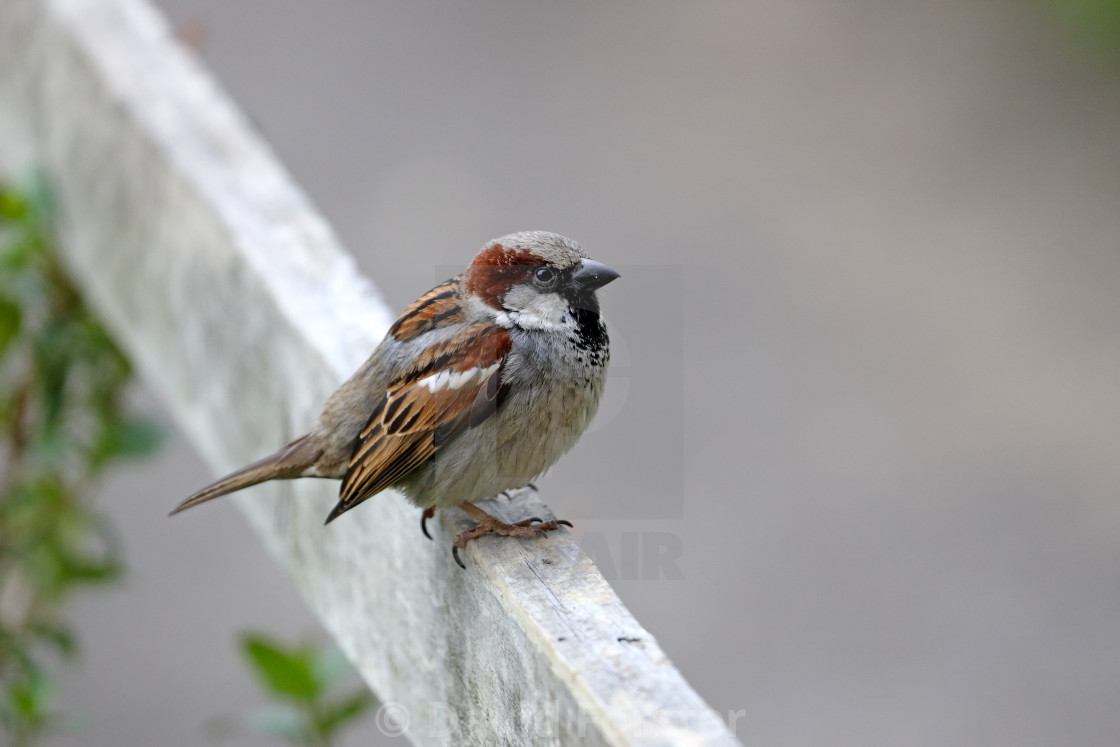 "Male House Sparrow (Passer domesticus) UK" stock image