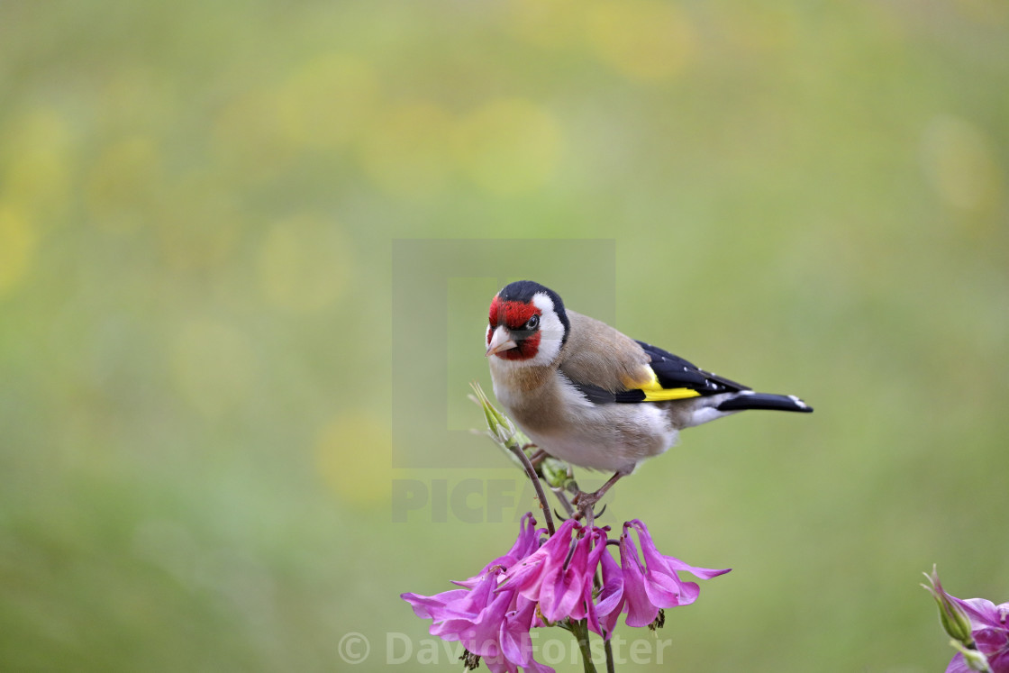 "Goldfinch (Carduelis carduelis) Perched on an Aquilegia Flower" stock image