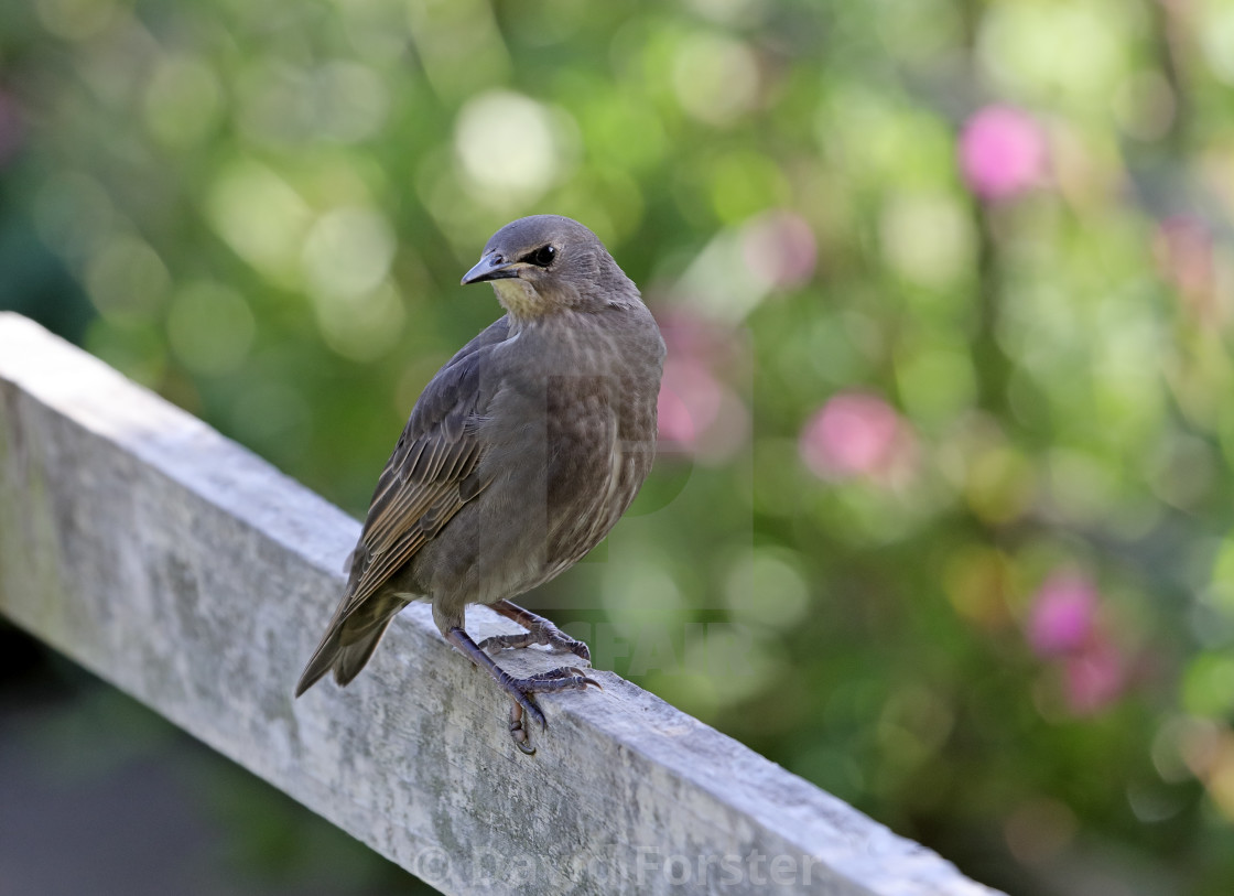 "Starling Fledgling (Sturnus Vulgaris) Perched on a Garden Fence," stock image