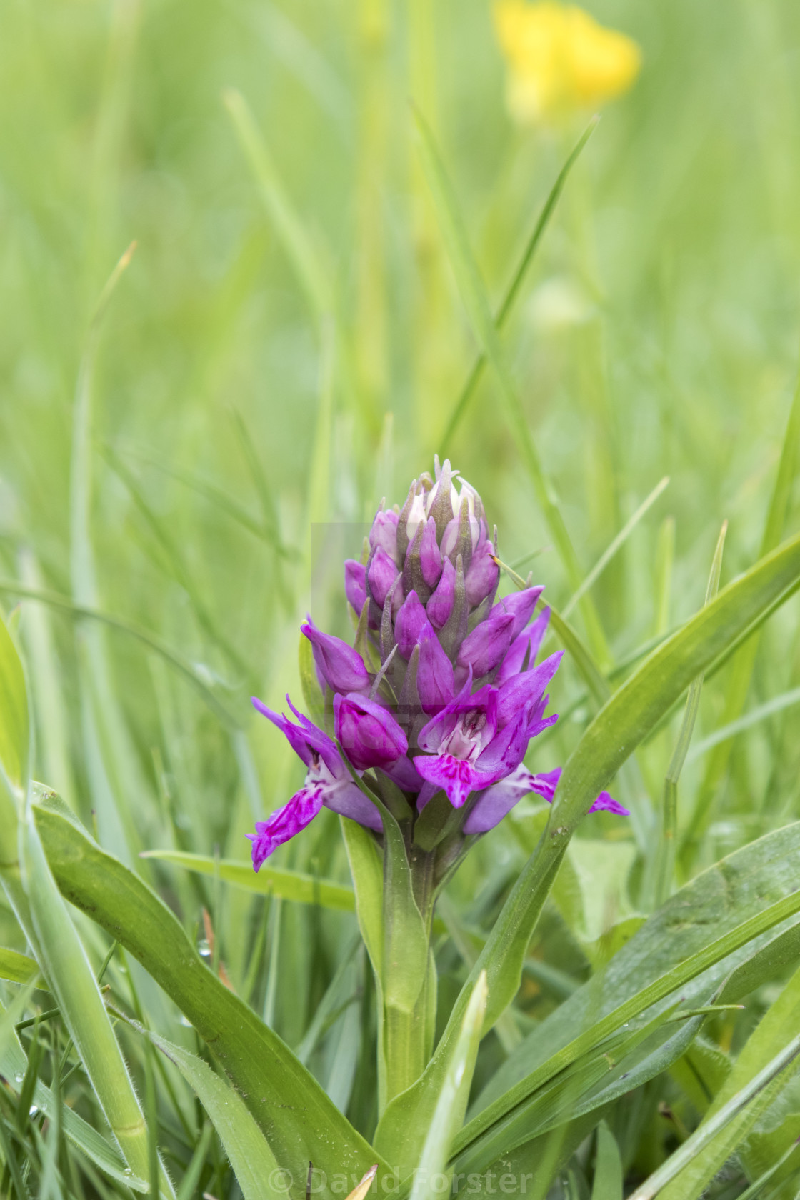 "Early Purple Orchid (Orchis mascula), Teesdale, County Durham" stock image