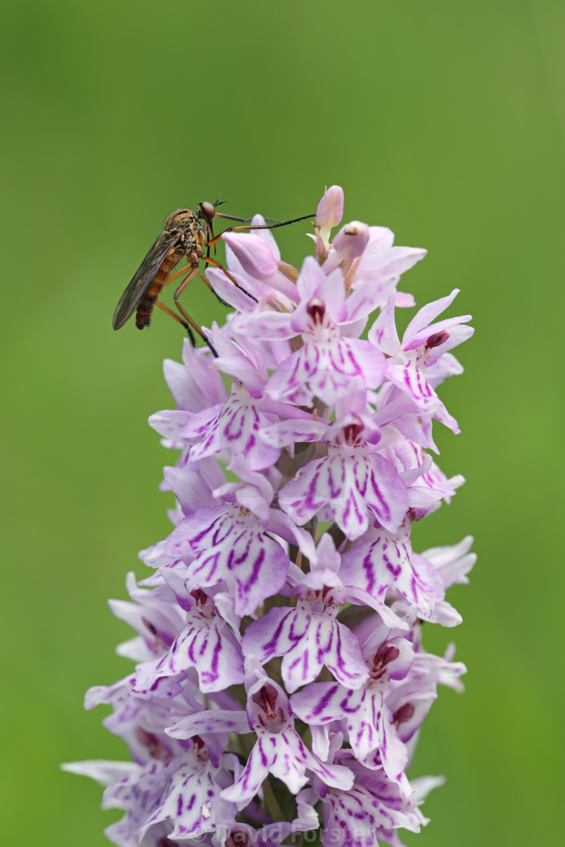 "Common Spotted-orchid (Dactylorhiza fuchsii) Flower, Teesdale, UK" stock image