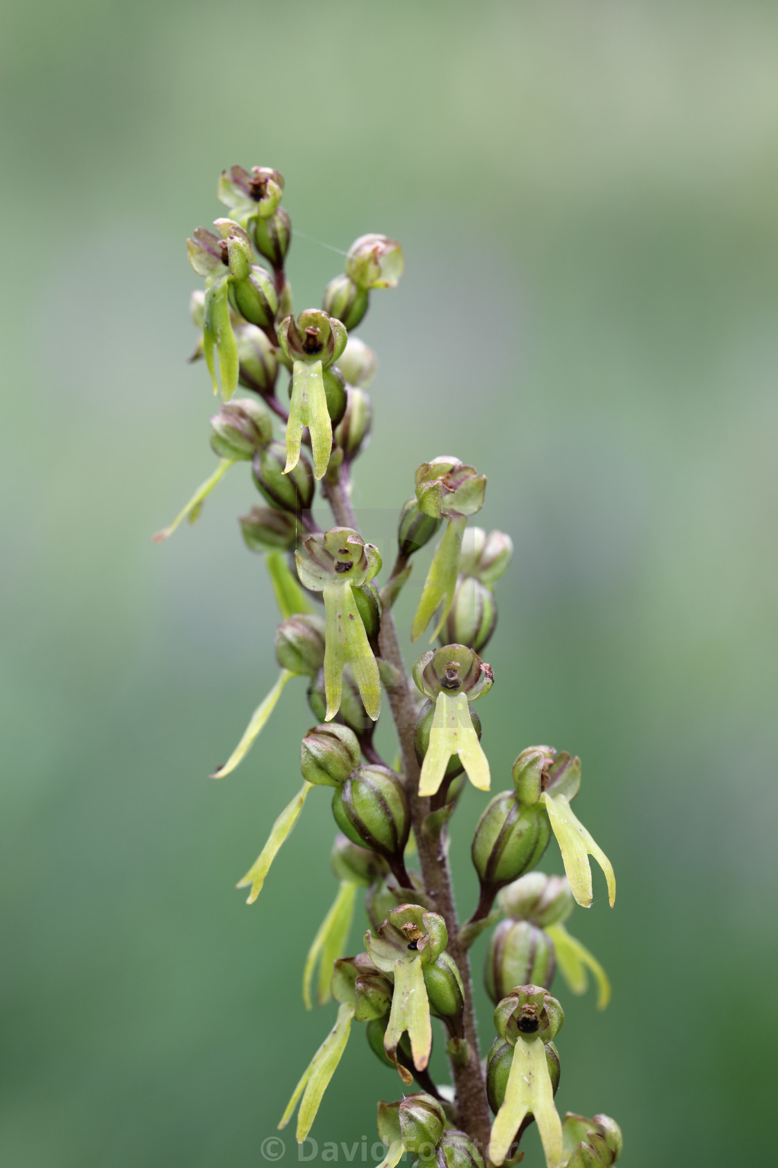 "Common Twayblade (Neottia ovata), Flower Close Up, Teesdale" stock image