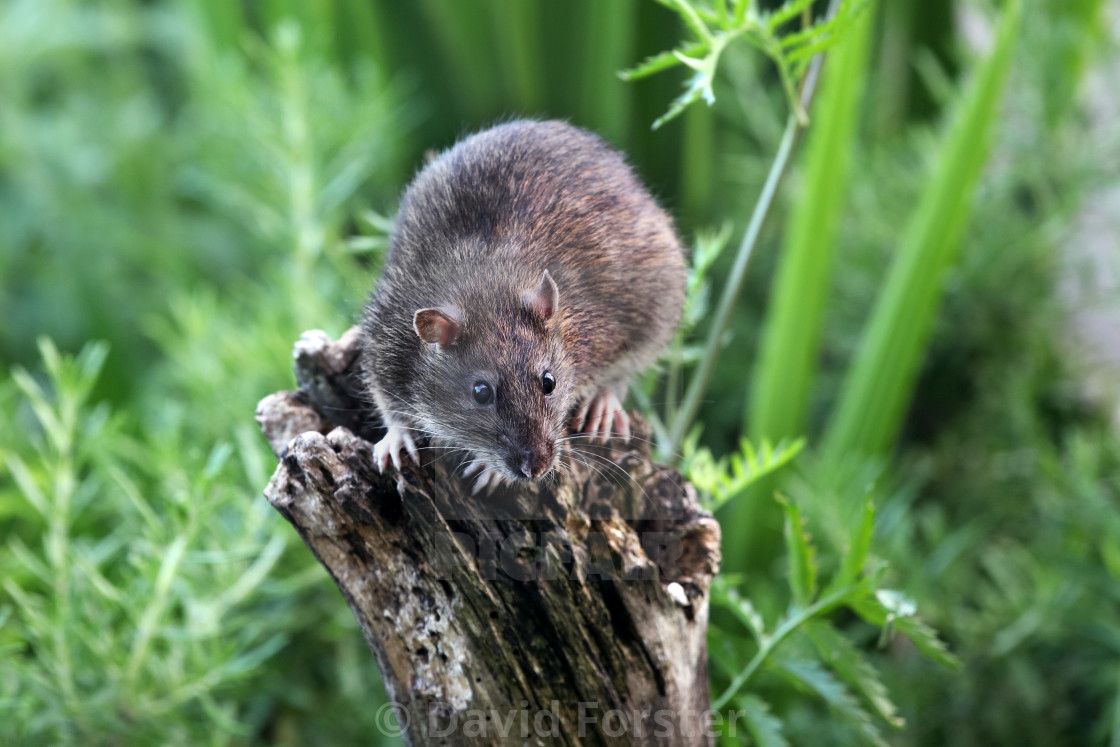 "Brown Rat (Rattus norvegicus), UK" stock image