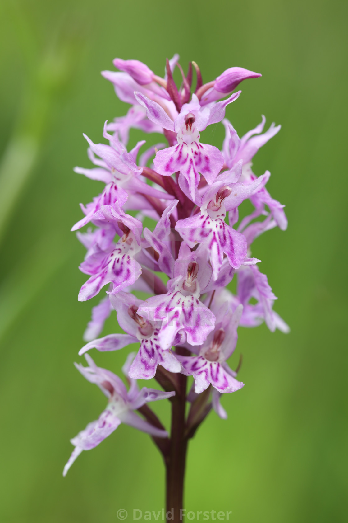 "Common Spotted-orchid (Dactylorhiza fuchsii), North Pennines, UK" stock image