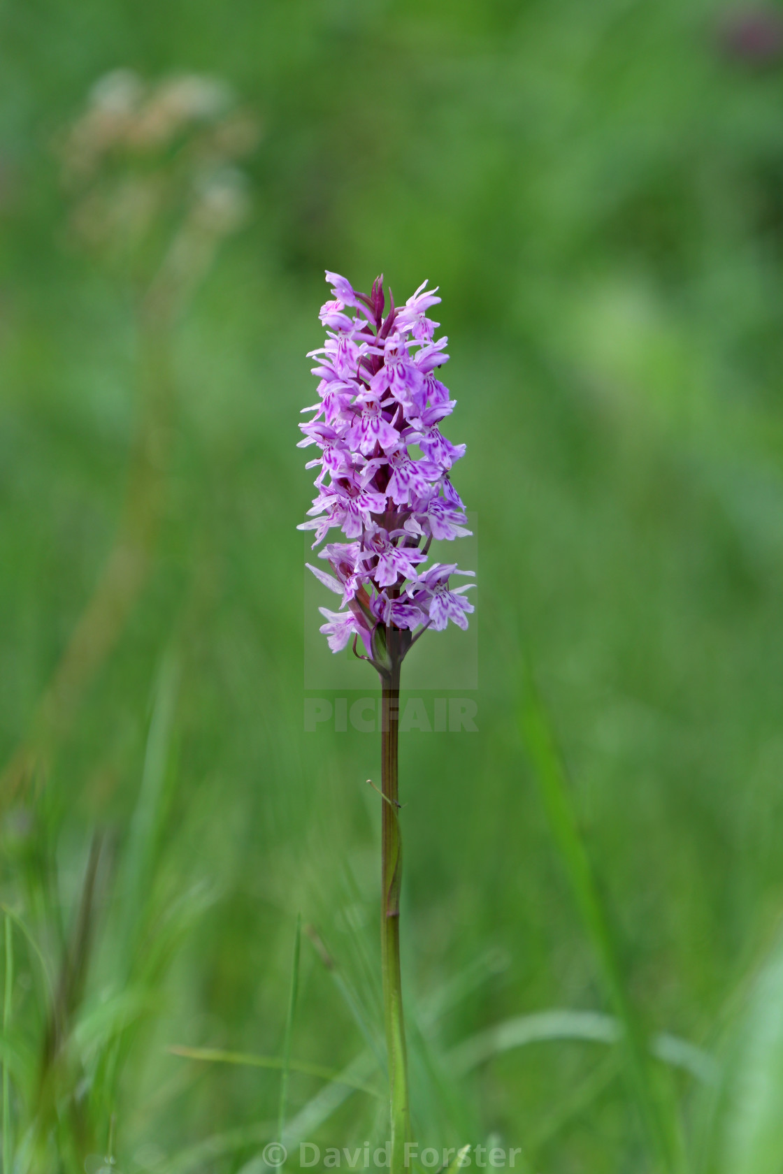 "Common Spotted-orchid (Dactylorhiza fuchsii) Flower, North Penni" stock image