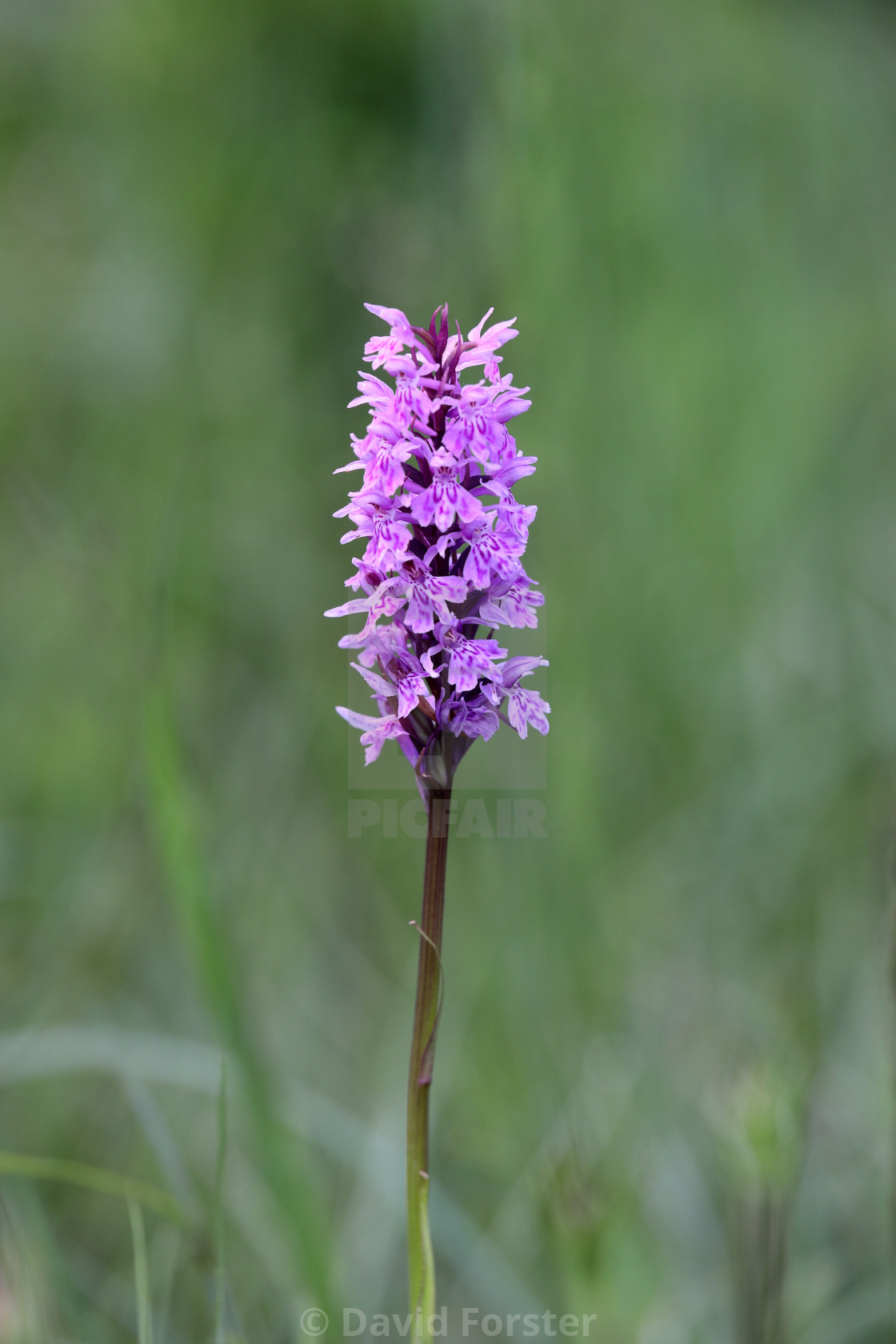 "Common Spotted-orchid (Dactylorhiza fuchsii) Flower, North Penni" stock image