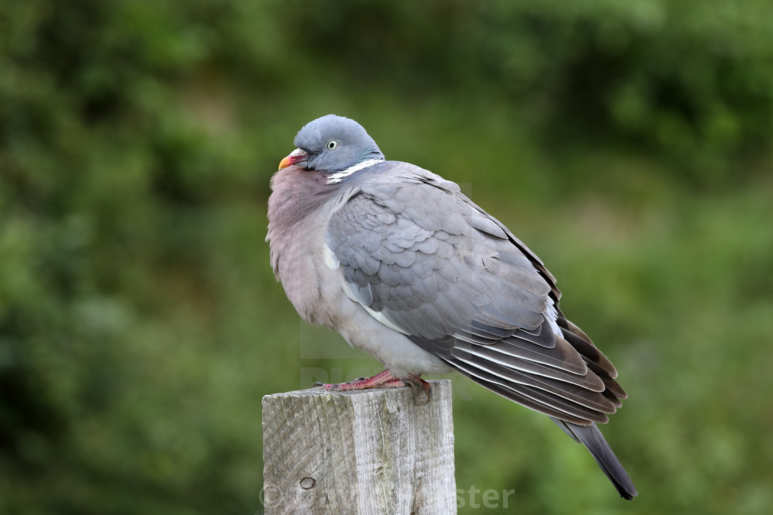 "Common Wood Pigeon (Columba palumbus), UK" stock image