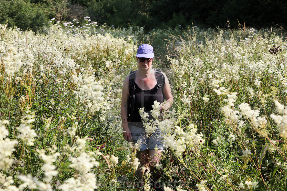 "A Woman Walking through Meadowsweet, Cumbria, UK" stock image