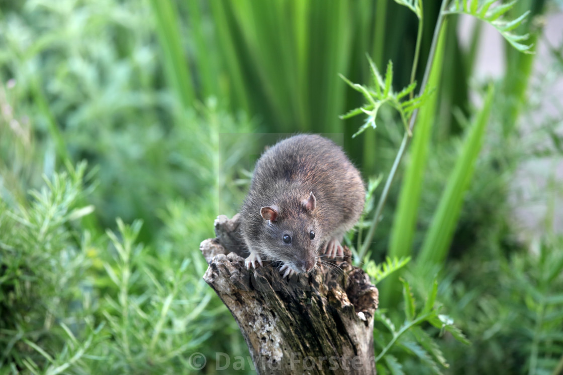 "Brown Rat (Rattus norvegicus), UK" stock image