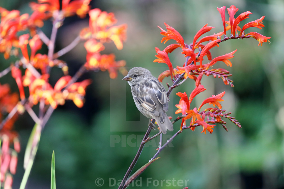 "Female House Sparrow (Passer domesticus), UK" stock image