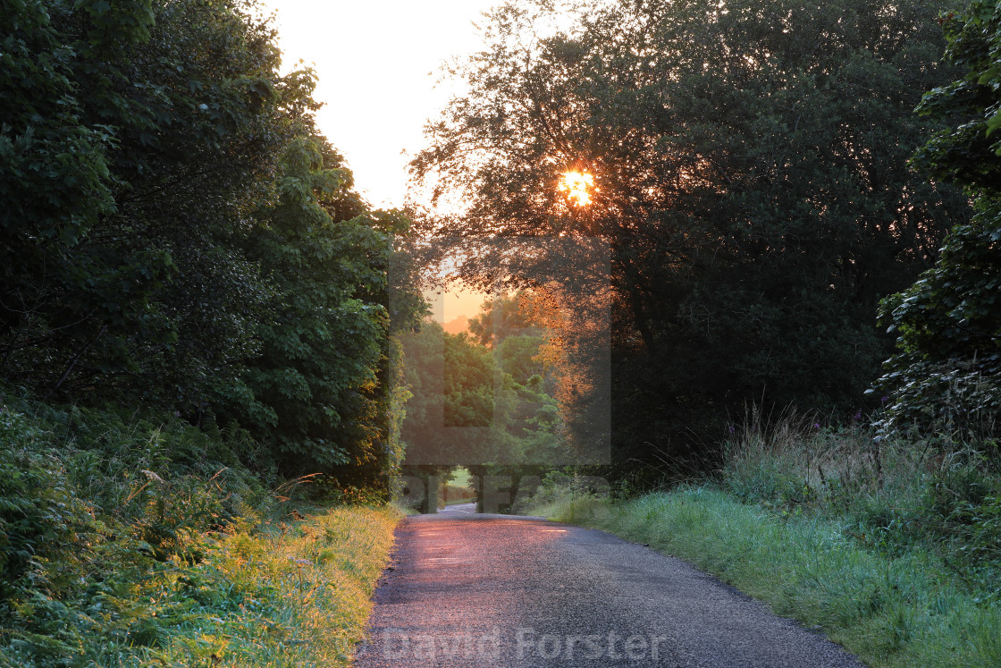 "A Quiet Tree Lined Country Road at Sunrise, Teesdale, UK" stock image