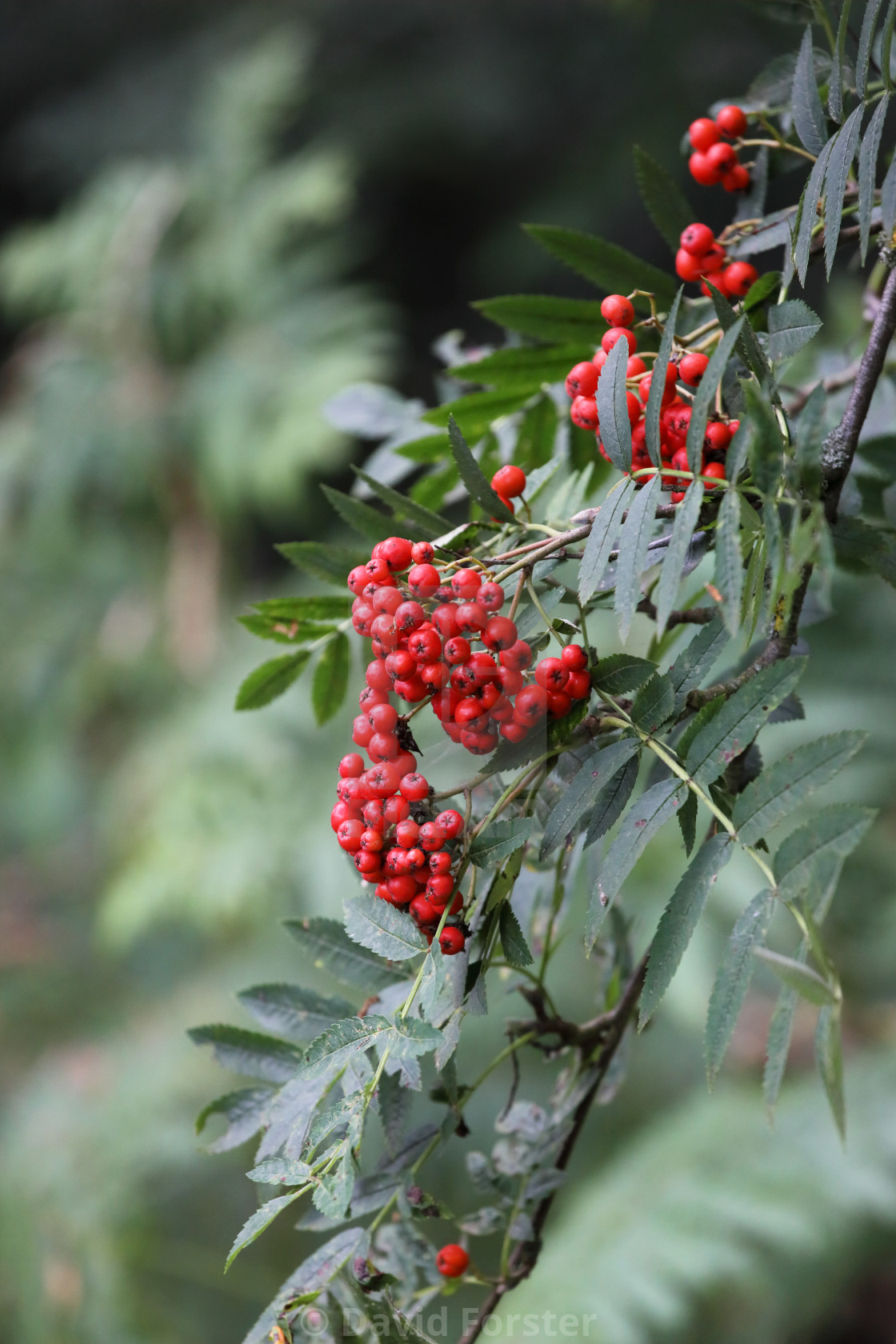 "Rowan Tree (Sorbus Aucuparia) Berries in Late Summer, UK" stock image