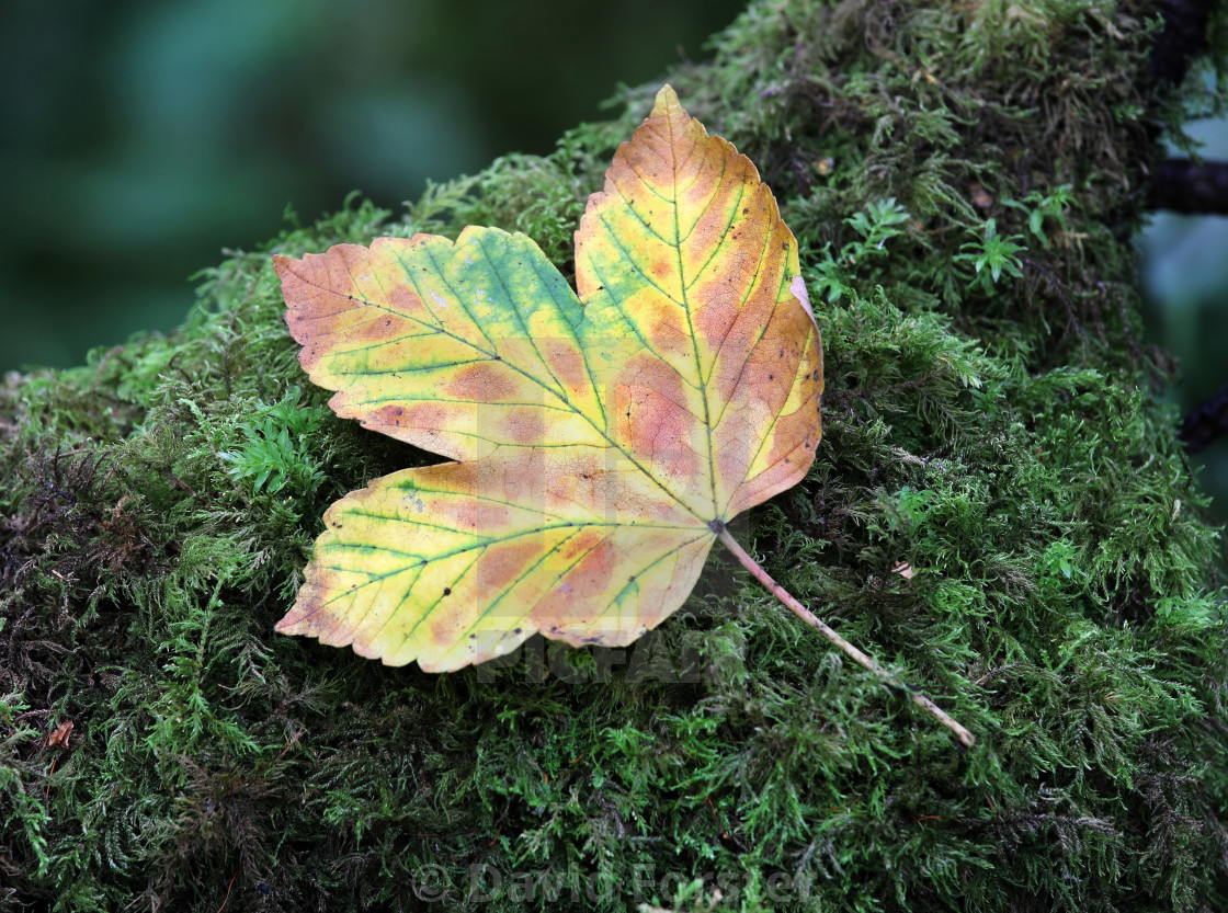 "Sycamore Leaf (Acer pseudoplatanus) on Green Moss, UK" stock image