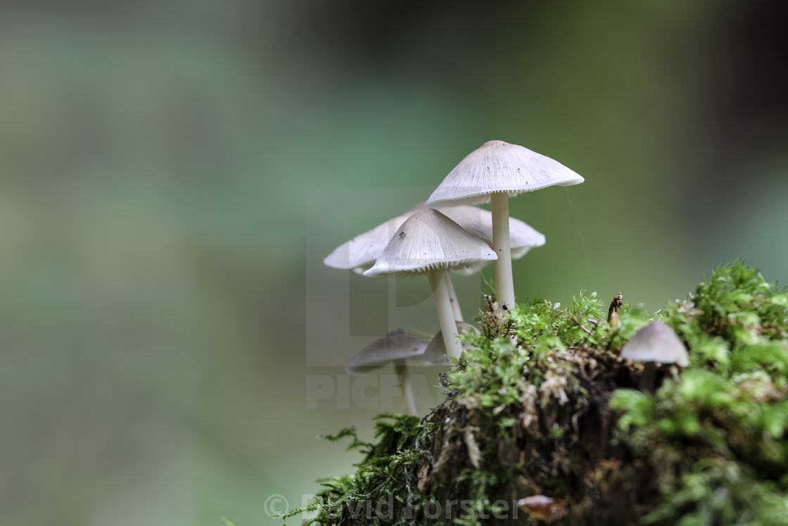 "Fungi Growing on a Moss Covered Tree Stump, Teesdale, County Dur" stock image