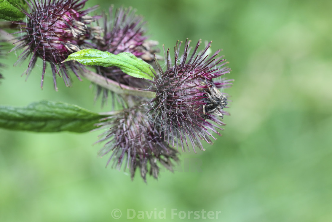 "Common Burdock Flower and Seed Heads, UK" stock image