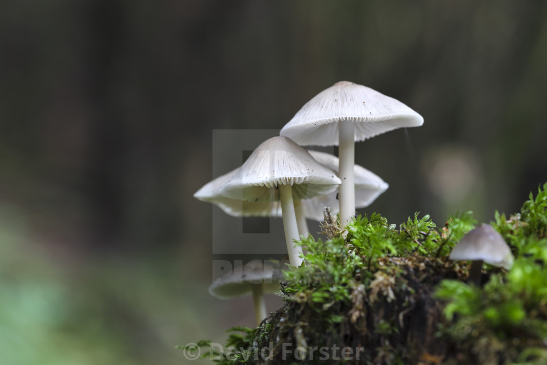 "Mushrooms Growing on a Moss Covered Tree Stump, Teesdale, County" stock image